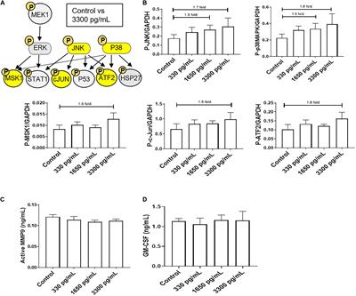 Interleukin (IL)-6: A Friend or Foe of Pregnancy and Parturition? Evidence From Functional Studies in Fetal Membrane Cells